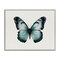 Stupell Industries Teal Symmetrical Butterfly Framed Giclee Wall Art Design by Elizabeth Medley